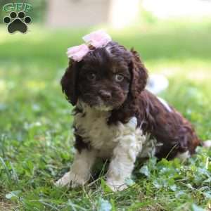 Rosie, Cockapoo Puppy